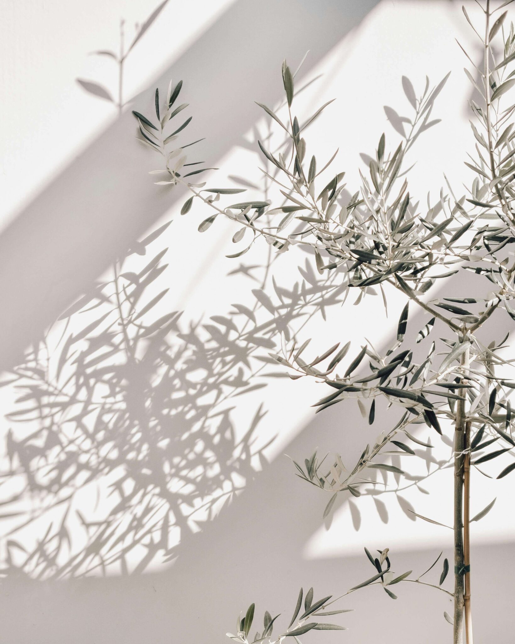 トタレアルモニア 愛知県大府市 骨盤の調整 女性特有の悩みや体調不良にペルヴィス®ワークレッスン 整顔 尿漏れや生理不順、虚血、代謝、頭痛、腰痛、肩こりに悩まされている方に、身体全体を自分らしく整える方法 | ペルヴィス®ワークとは