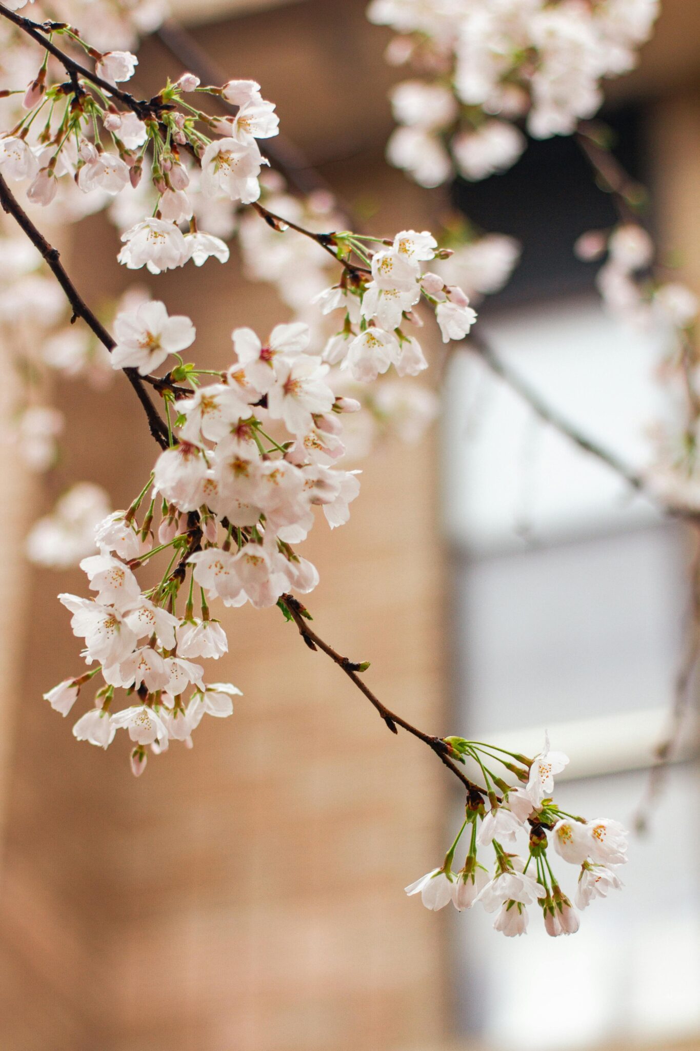 トタレアルモニア 愛知県大府市 骨盤の調整 女性特有の悩みや体調不良にペルヴィス®ワークレッスン 整顔 尿漏れや生理不順、虚血、代謝、頭痛、腰痛、肩こりに悩まされている方に、身体全体を自分らしく整える方法 | ペルヴィス®ワークとは